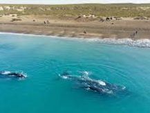CHUBUT - PUNTA TOMBO TODO EL AO